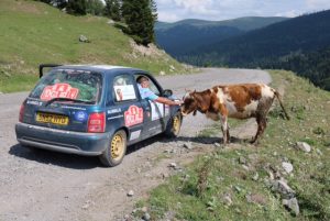 Inquisitive cow on the descent from the summit