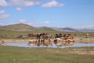 Mongolian horses take a drink