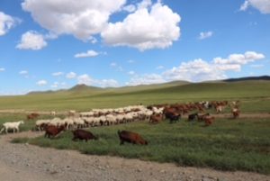 A mixed flock/herd of sheep and goats