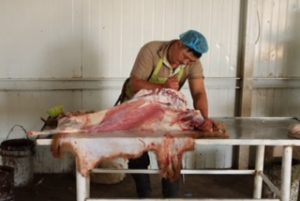 Skinning the carcass