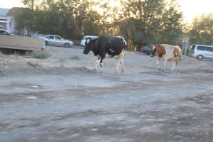 Cattle crossing busy dirt tract