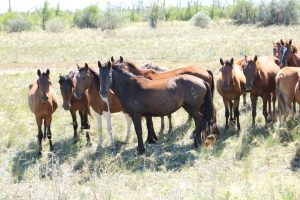 Free roaming horses with freeze brands