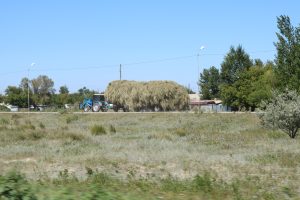 Loose hay the normal way for the Kazakh