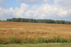 Vast fields of crops in Russia