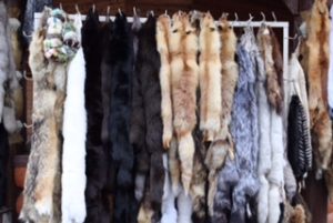 Assorted animal furs, wolf on the left